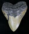 Large Megalodon Tooth - North Carolina #21647-1